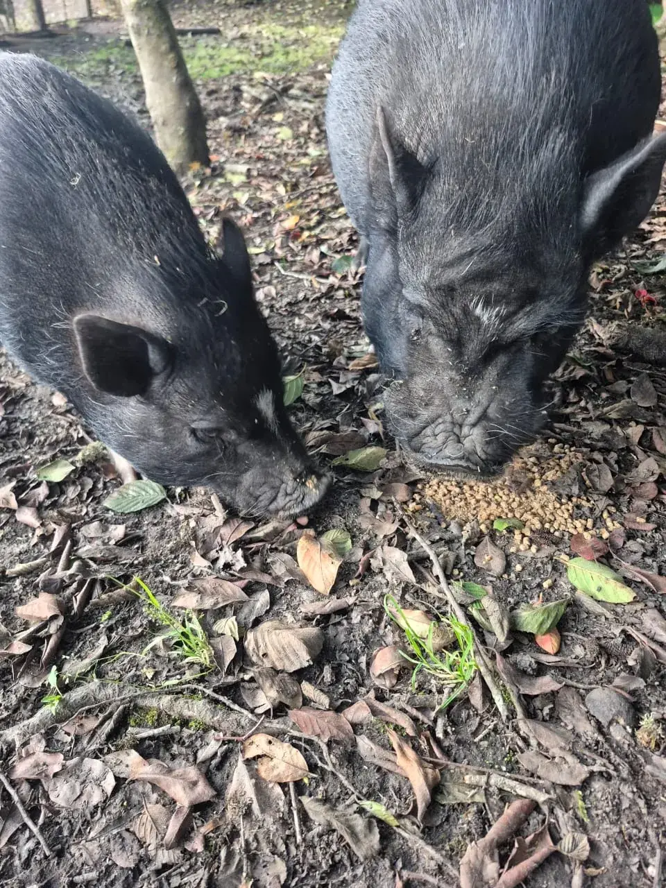 Oinktopia · Donde los cerdos viven entre árboles