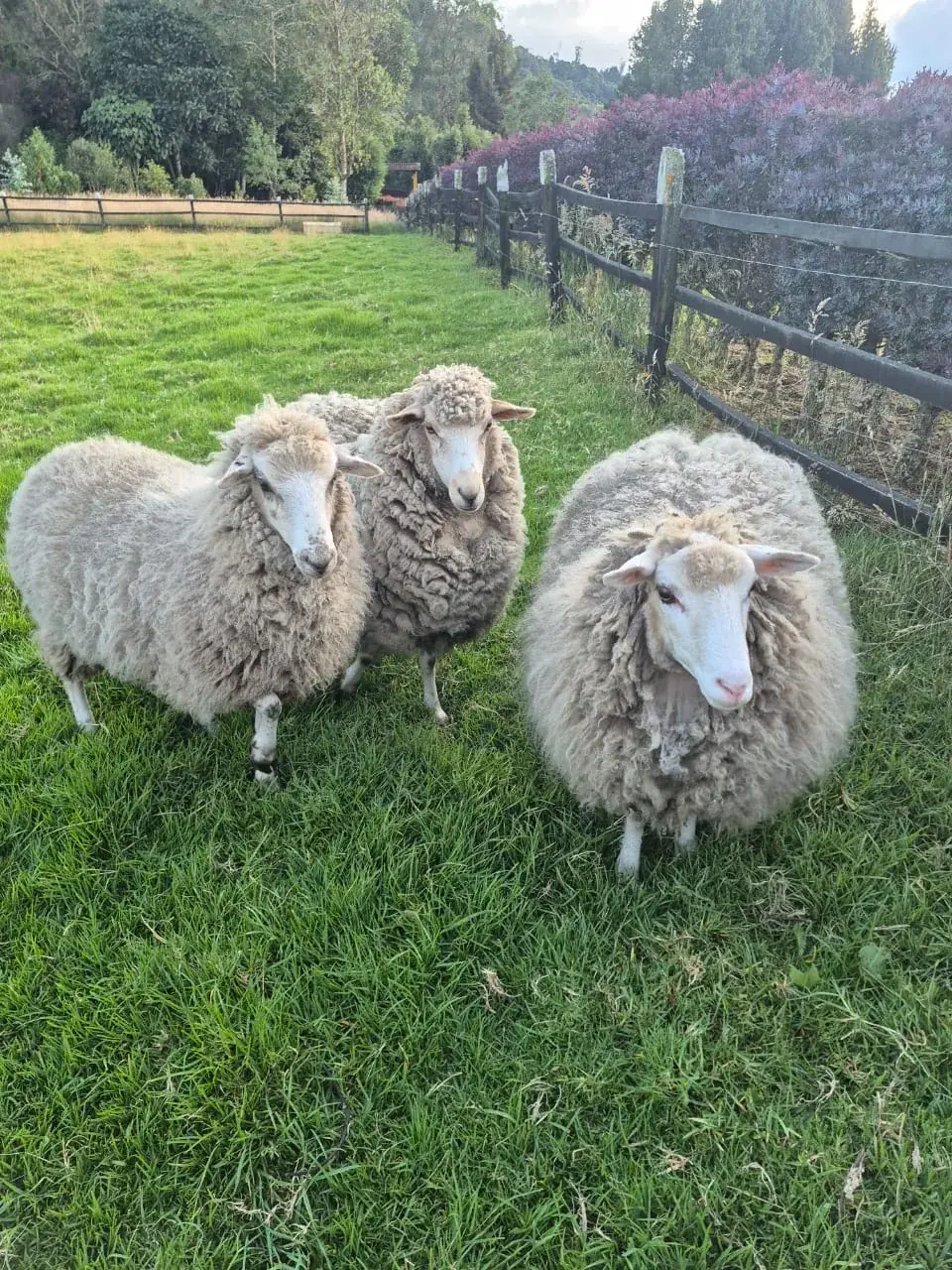 Ovejas pastando en la Finca El Edén, en La Calera