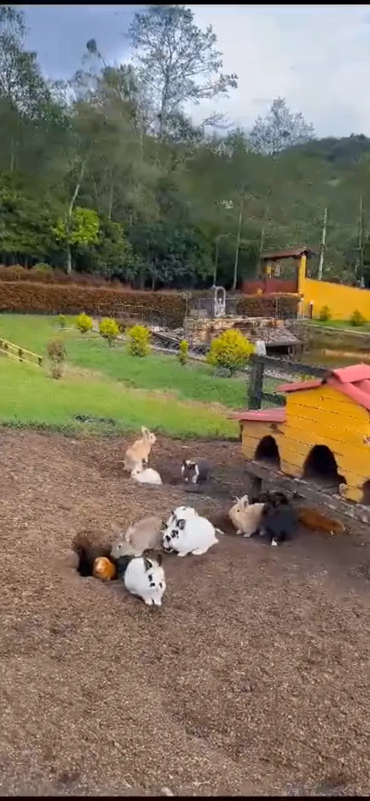 Conejos en la zona de animales de la Finca El Edén